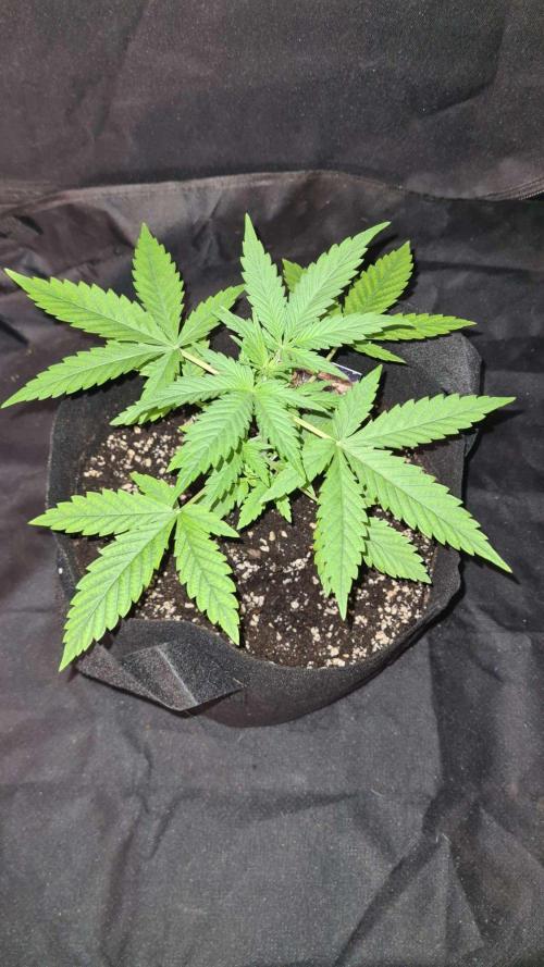 Glitter Bomb Auto (Zamnesia Seeds) #1c. Week 3