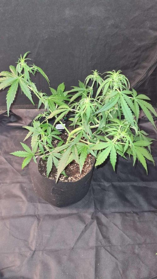 Cap Junky Auto (Zamnesia Seeds) # 1c. Week 5