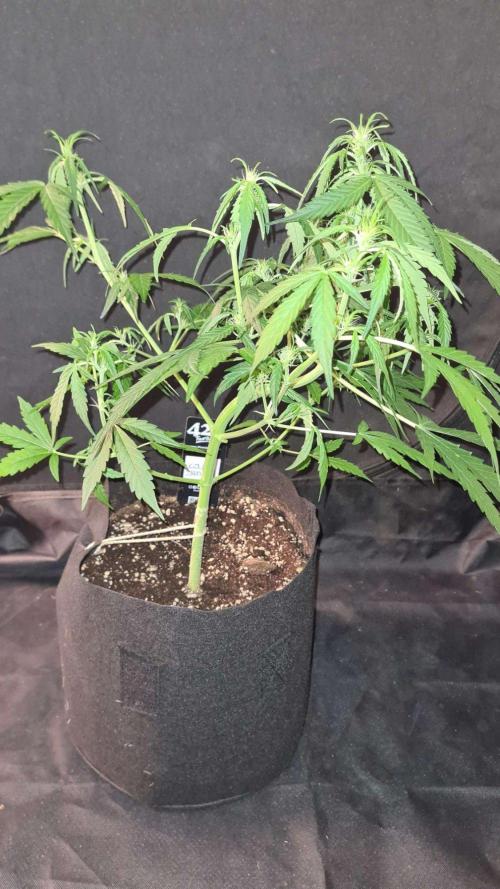 Cap Junky Auto (Zamnesia Seeds) # 1c. Week 5