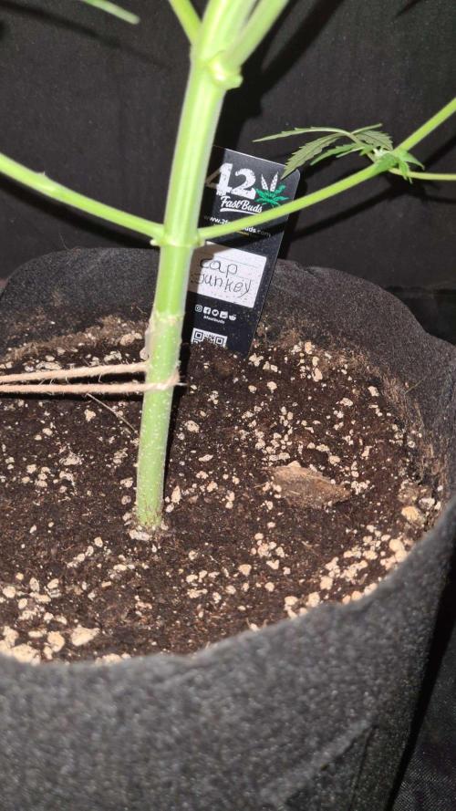 Cap Junky Auto (Zamnesia Seeds) # 1c. Week 5