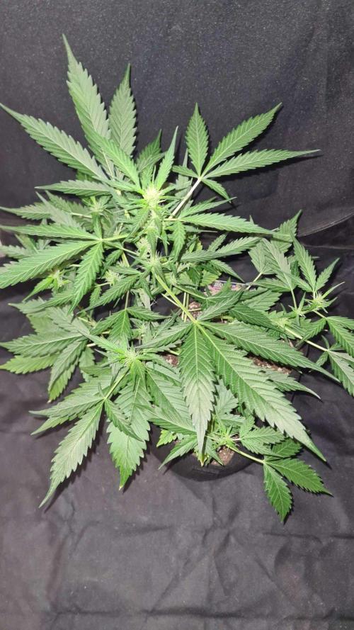 Glitter Bomb Auto (Zamnesia Seeds). Week 6