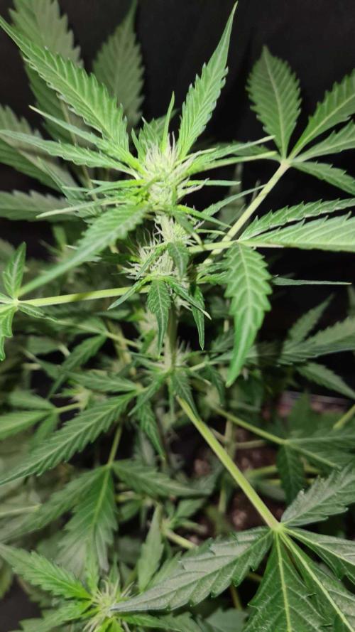 Glitter Bomb Auto (Zamnesia Seeds). Week 6