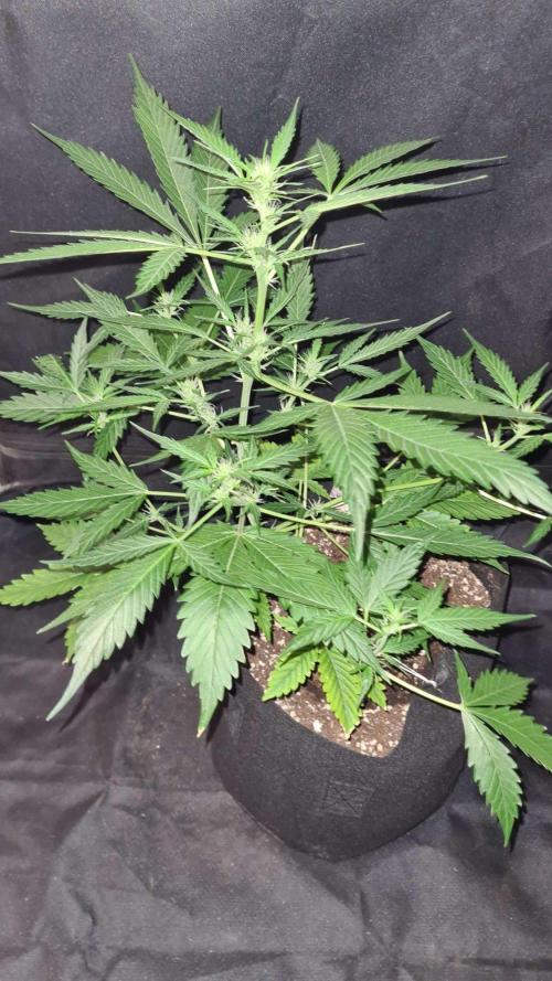 Glitter Bomb Auto (Zamnesia Seeds). Week 6