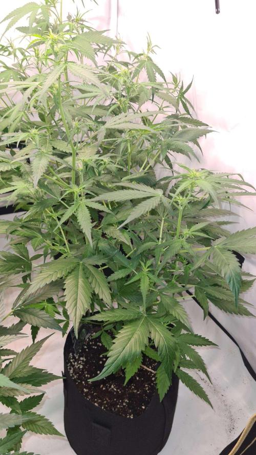 Toad Venom Auto  (Zamnesia Seeds). Week 6