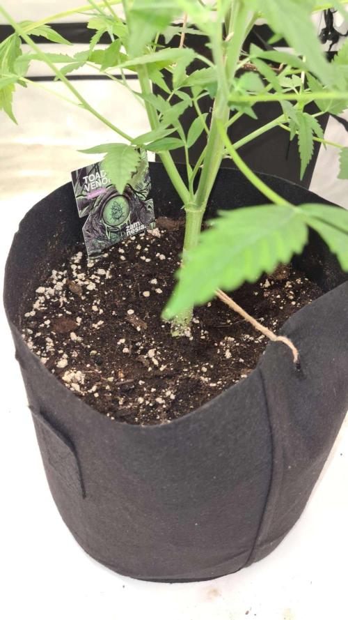 Toad Venom Auto  (Zamnesia Seeds). Week 6