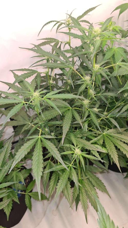 Cap Junky Auto (Zamnesia Seeds) # 1c. Week 6