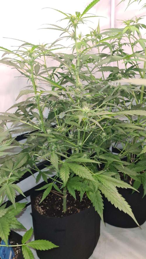 Cap Junky Auto (Zamnesia Seeds) # 1c. Week 6