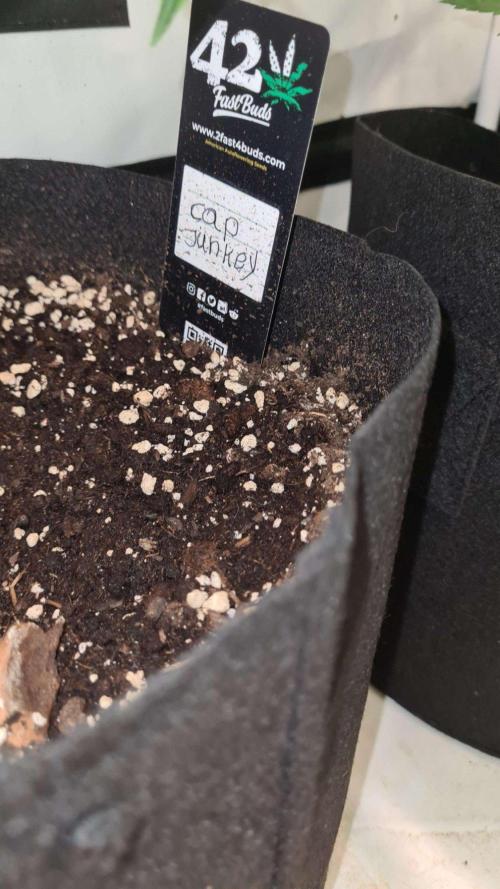 Cap Junky Auto (Zamnesia Seeds) # 1c. Week 6