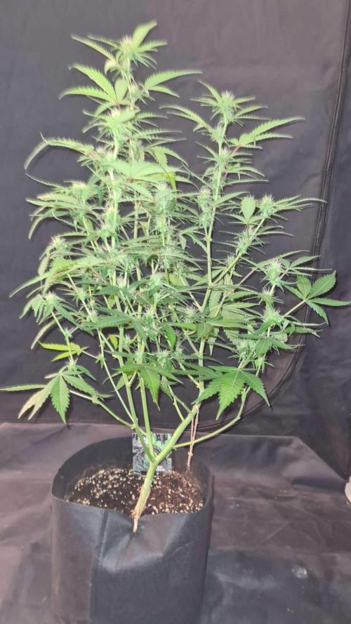 Toad Venom Auto  (Zamnesia Seeds). Week 7