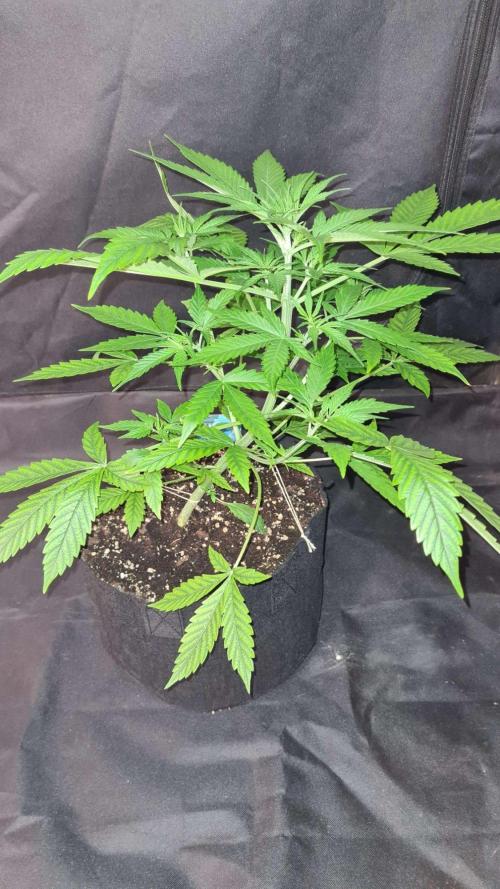 Blue Lobster Auto (Zamnesia Seeds) #1c. Week 4