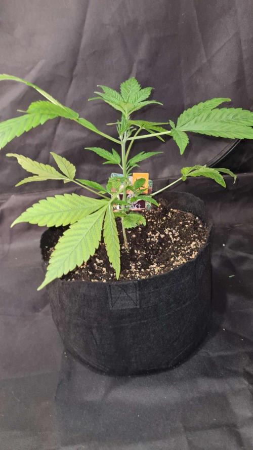 Sticky Beast Auto (Zamnesia Seeds)#4c. Week 4