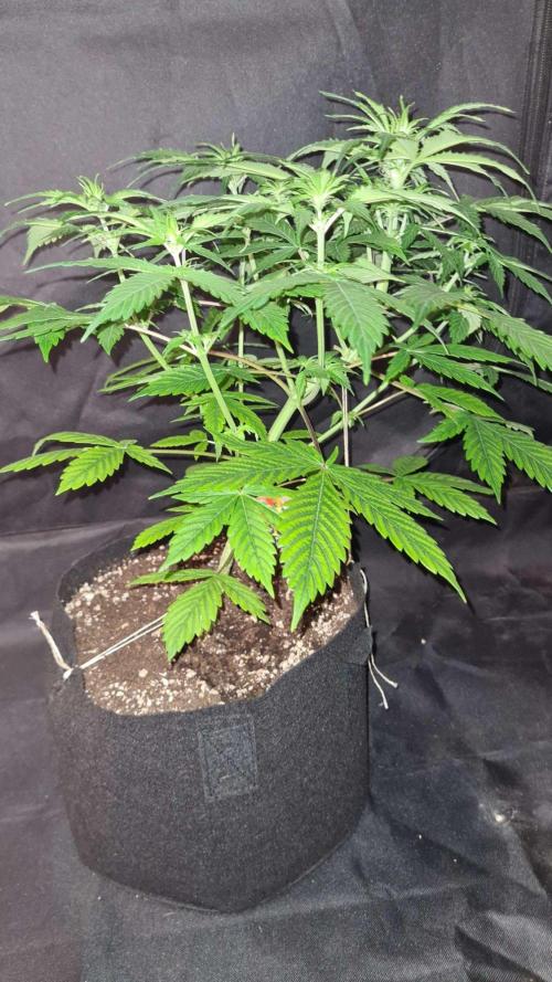 Sticky Beast Auto (Zamnesia Seeds). Week 5