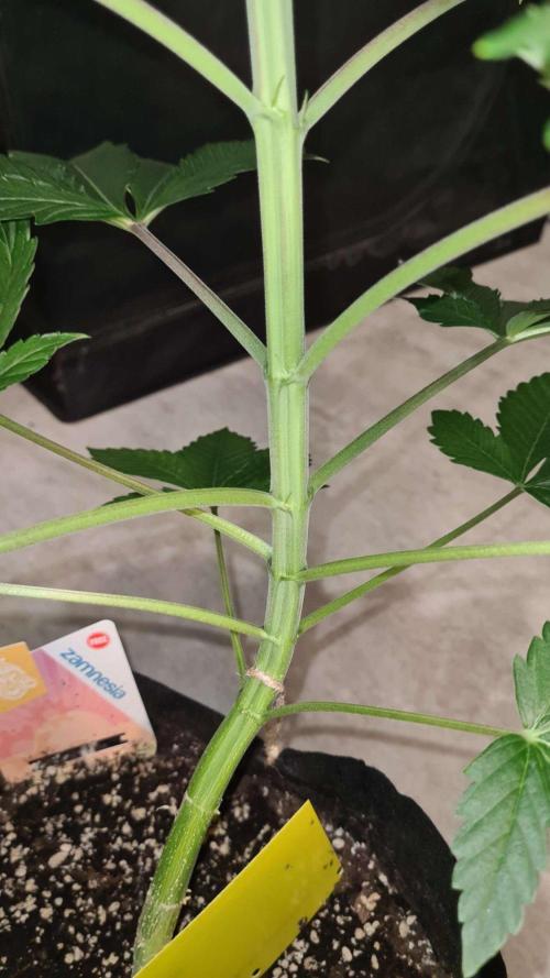 Sunset Sherbet Automatic (Zamnesia Seeds. Week 8