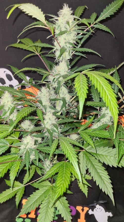 Glitter Bomb Auto (Zamnesia Seeds). Week 9