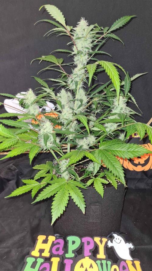 Glitter Bomb Auto (Zamnesia Seeds). Week 9