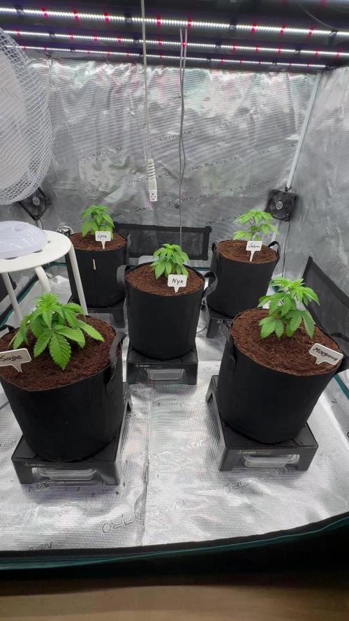 Barney’s Farm Girl Scout Cookies