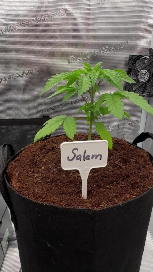 Barney’s Farm Girl Scout Cookies
