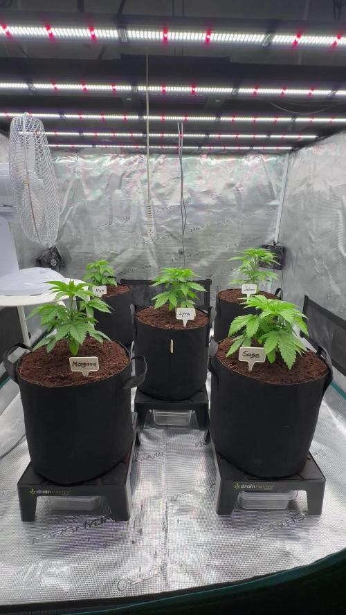 Barney’s Farm Girl Scout Cookies