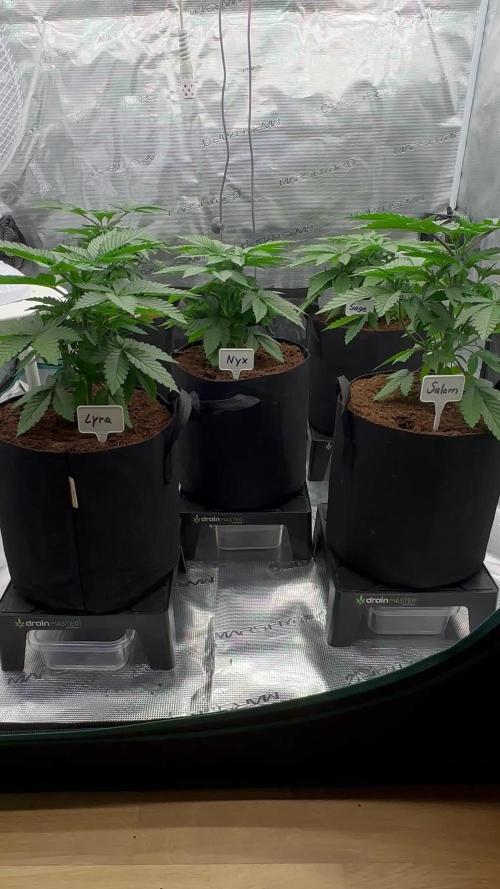 Barney’s Farm Girl Scout Cookies