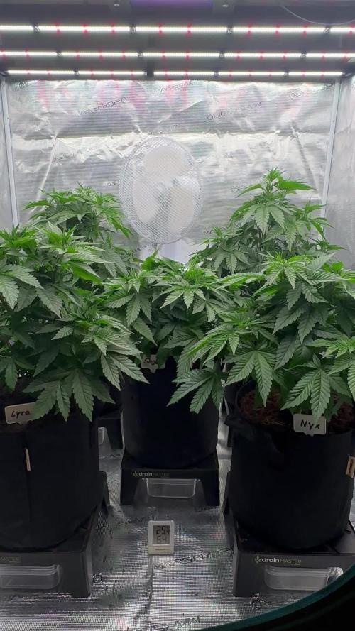 Barney’s Farm Girl Scout Cookies