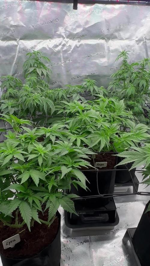 Barney’s Farm Girl Scout Cookies