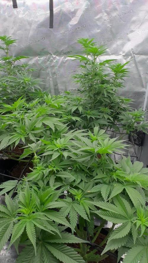 Barney’s Farm Girl Scout Cookies