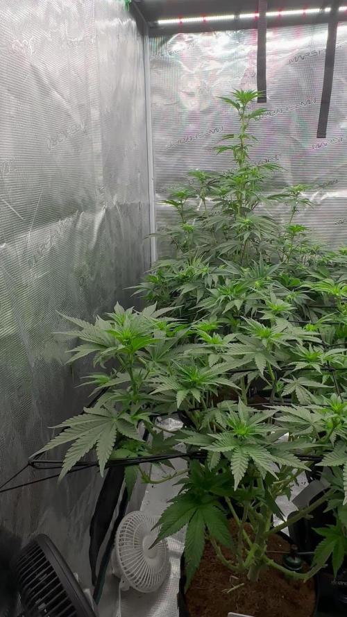 Barney’s Farm Girl Scout Cookies