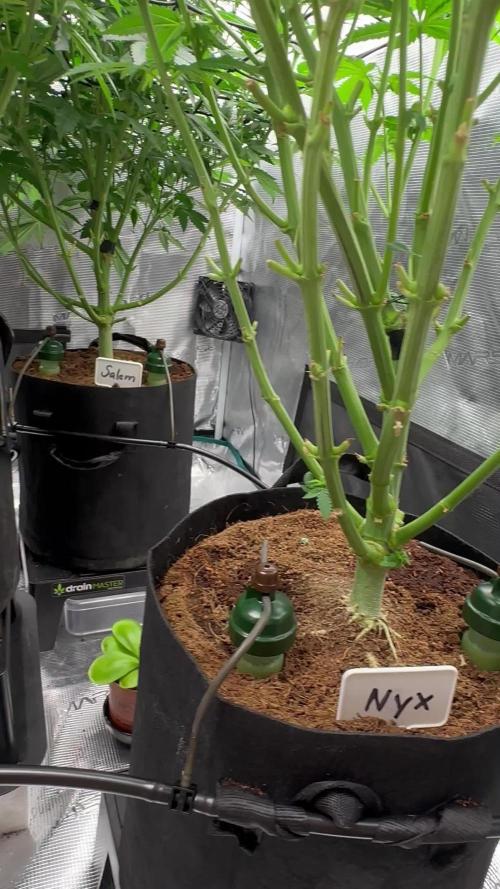 Barney’s Farm Girl Scout Cookies