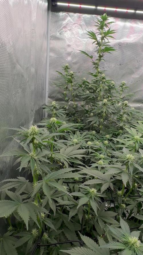 Barney’s Farm Girl Scout Cookies