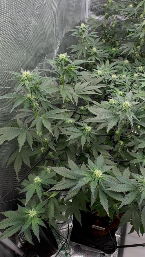 Barney’s Farm Girl Scout Cookies