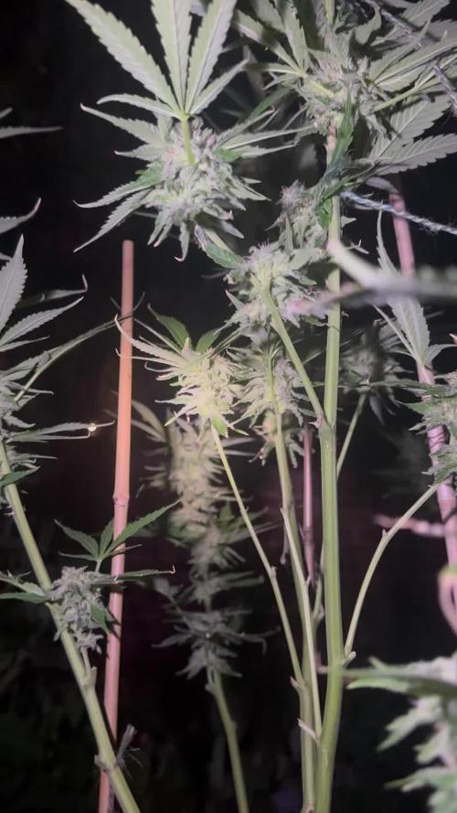 Grape Funk by Mythic Genetics