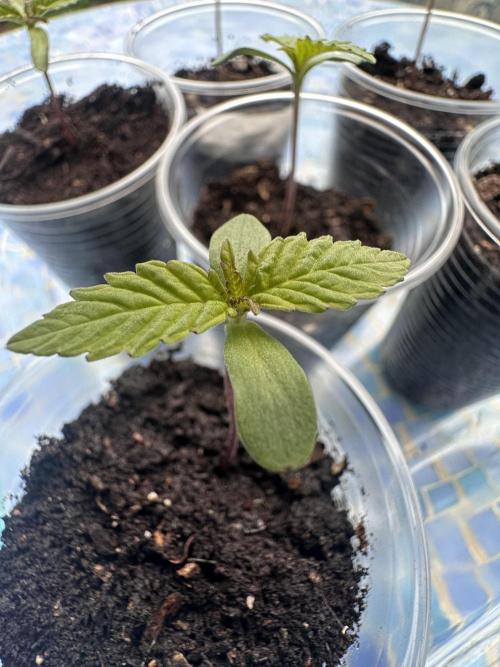 Apple Peelz by Dirty Bird Genetics. Week 1