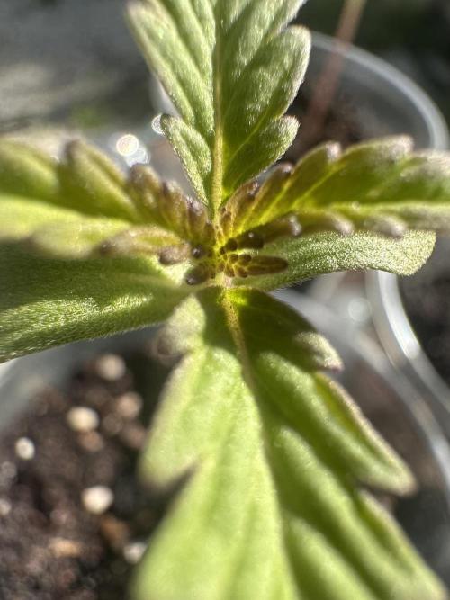 Apple Peelz by Dirty Bird Genetics. Week 1 - Most Recent 