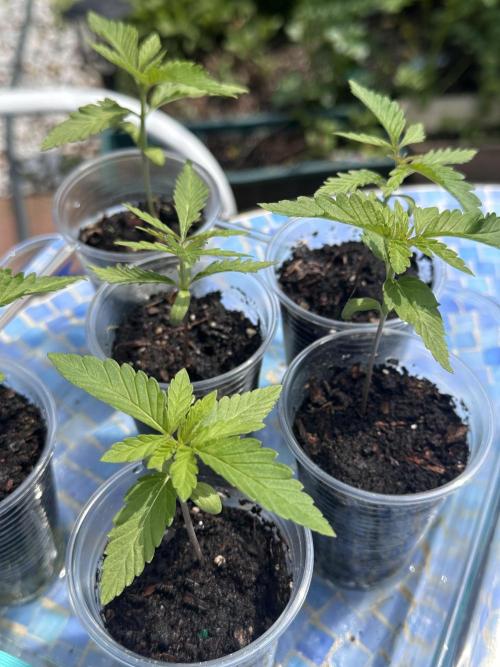 Apple Peelz by Dirty Bird Genetics. Week 4
