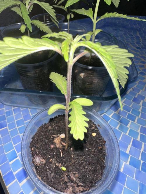Apple Peelz by Dirty Bird Genetics. Week 4