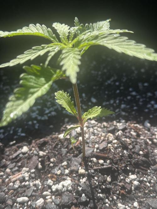 Apple Peelz. Week 4