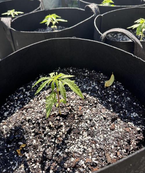 Apple Peelz by Dirty Bird Genetics. Week 5