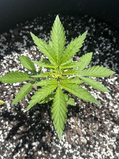Apple Peelz by Dirty Bird Genetics. Week 5