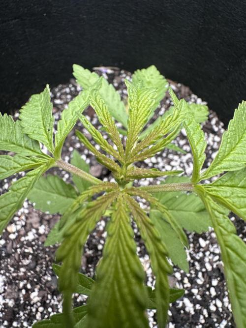 Apple Peelz by Dirty Bird Genetics. Week 5