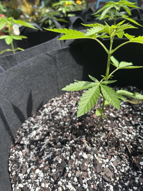 Apple Peelz by Dirty Bird Genetics. Week 5
