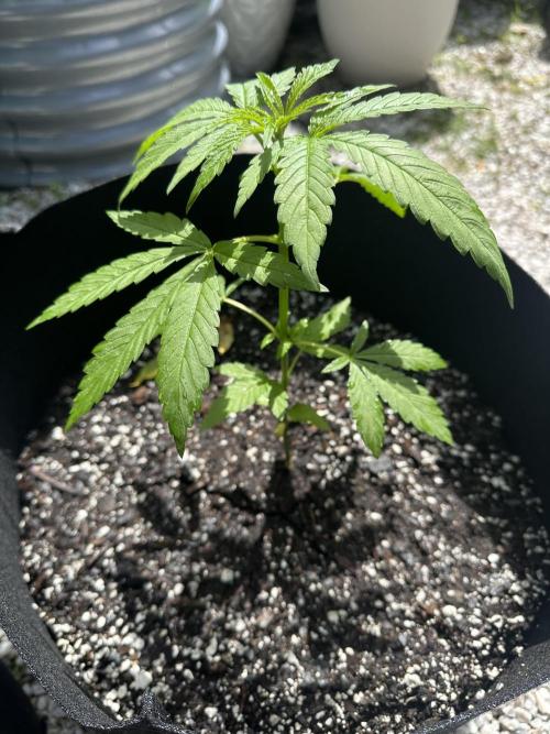 Apple Peelz. Week 6