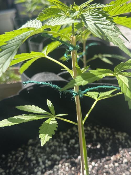 Apple Peelz by Dirty Bird Genetics. Week 6
