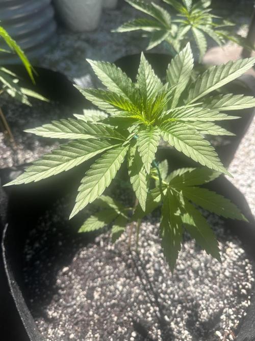 Apple Peelz by Dirty Bird Genetics. Week 6