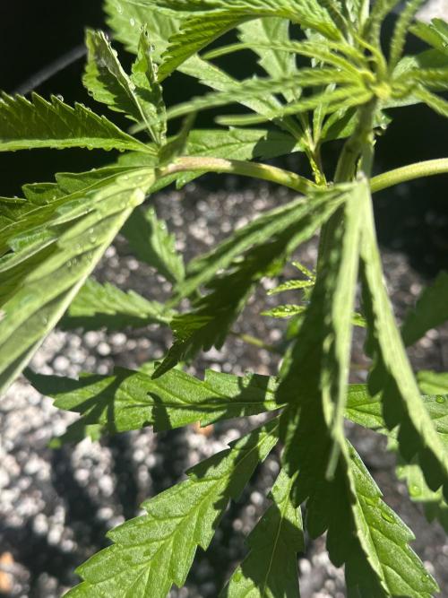 Apple Peelz by Dirty Bird Genetics. Week 6