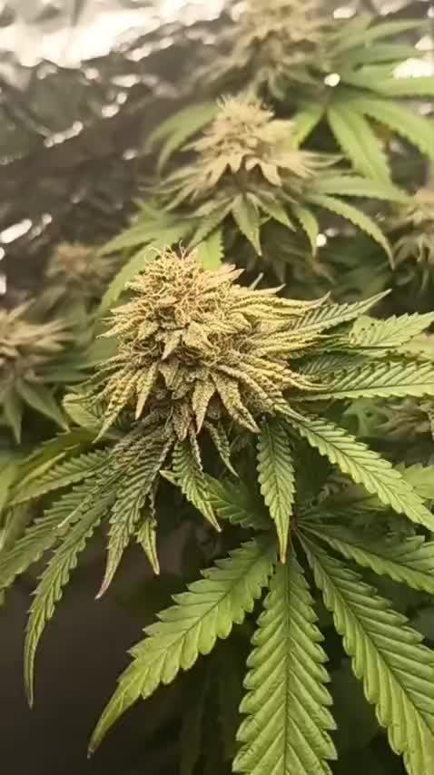 Grease Monkey S1 🔥 Dirty Bird Genetics
