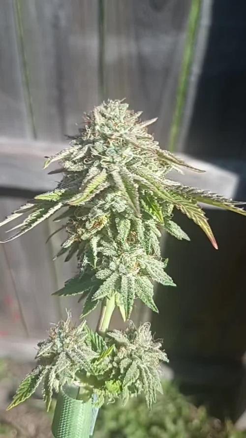 Grease Monkey S1 🔥 Dirty Bird Genetics