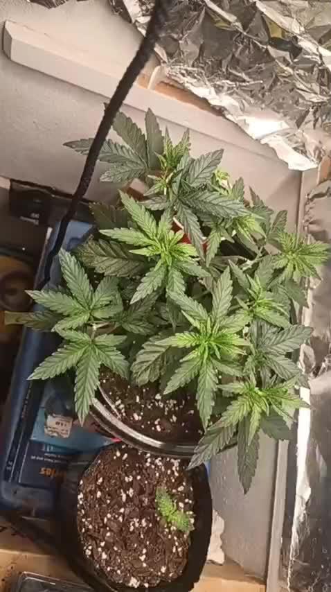 Super Fried Applez ‍♂️🍗🍎