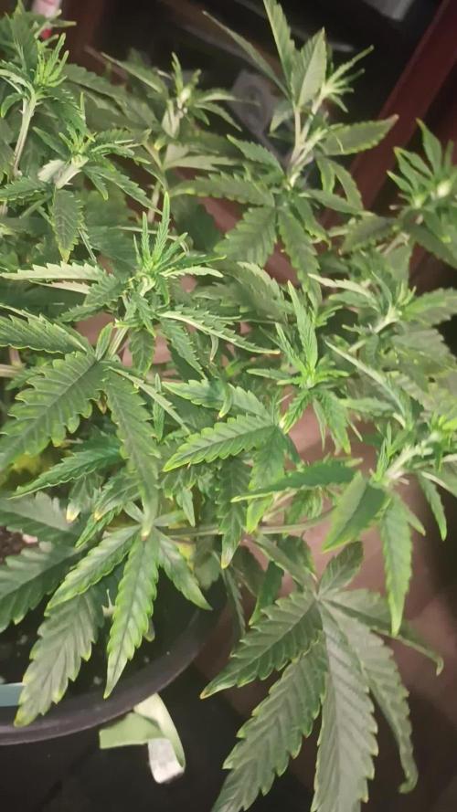 Super Fried Applez ‍♂️🍗🍎