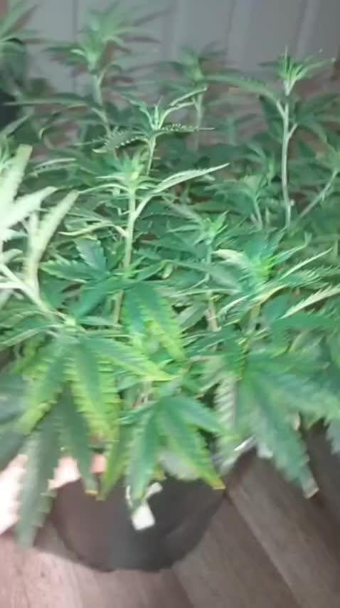 Super Fried Applez ‍♂️🍗🍎