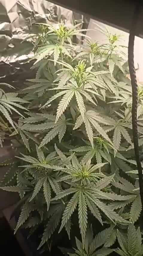Apple Junky - Homegrown Genetics Tester!